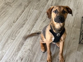 German Shepherd – puppy – Boerne