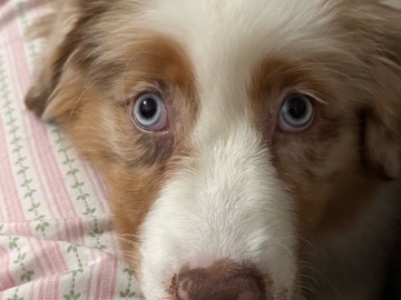Australian Shepherd - pastor australiano hembra venta available for adoption in Ciudad Nezahualcóyotl