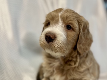 Goldendoodle – goldendoodles – Lytle