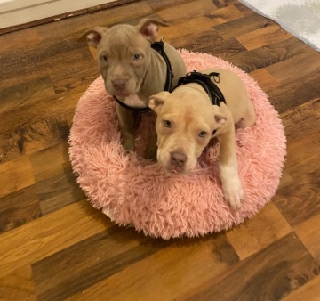 xl bully’s