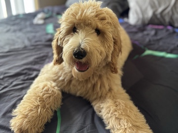 Goldendoodle – Goldendoodle Standard – Miami