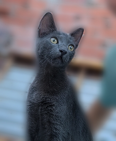 Russian Blue – Cat For Sale