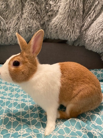 Bunny for sale