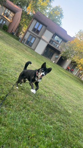 needs a good home