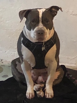 American Pit Bull Terrier – Khaya needs new Home
