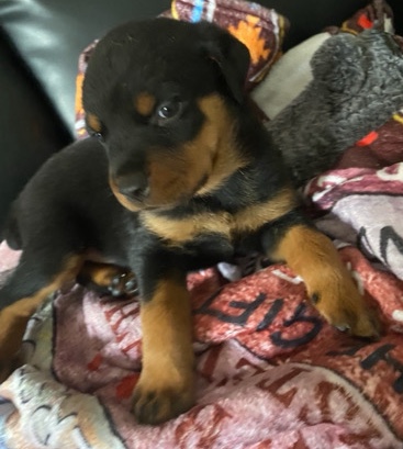 puppy Rottweilers