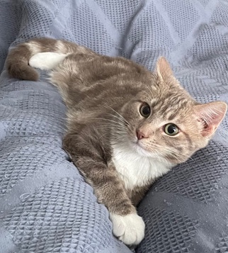 Russian White, Black and Tabby – Hazel Beanz
