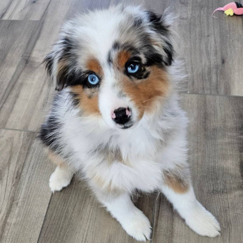Australian Shepherd – Toy Aussie.