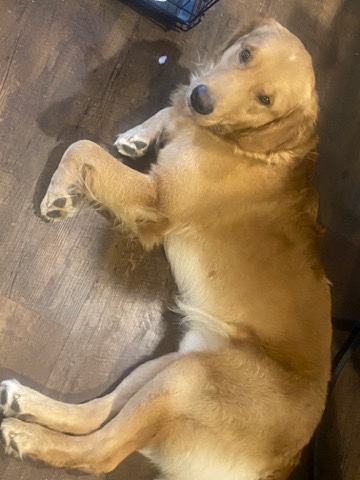 Golden Retriever – Leo’s new home
