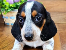 Dachshund – Hi, I'm Willie! I'm a 9-week-old male Dachshund with a beautiful black & tan coat, born on February 4. I am ready now to plan my trip to my forever family. I'm AKC registered. I'm a little ball of fl – Chicago