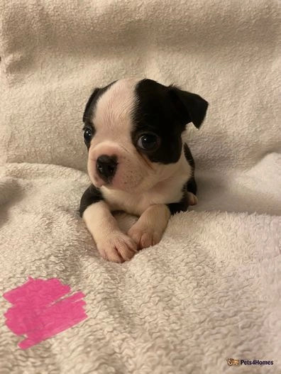 Boston Terrier – KC register Boston terriers