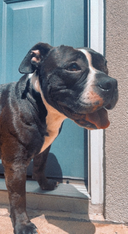 pocket bully