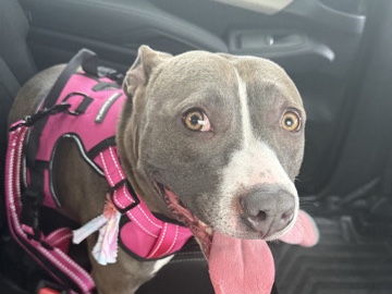 American Pit Bull Terrier – MOANA – Magnolia