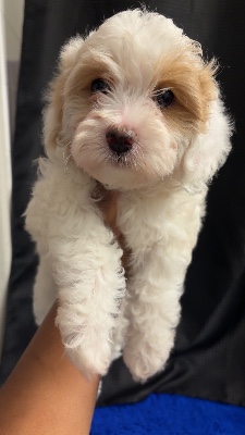Cavapoo – Cavapoo Puppy Looking for its Forever Home – Las Vegas