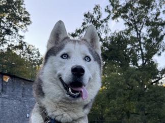 Siberian Husky – Siberian husky – Danville