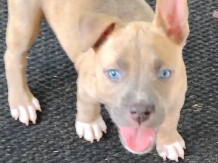 Mixed Breed – loving 8 week old Syrberian Husky /Pitbull – Murrells Inlet