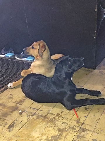 Rhodesian Ridgeback – Almost six months old puppies