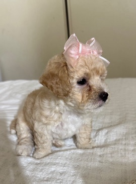 Maltese – 8 weeks old MALTIPOO