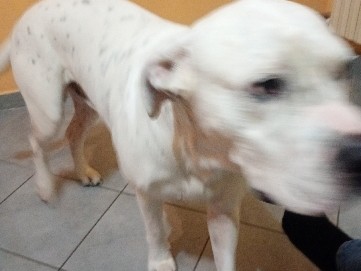 Dogo Argentino in Milan