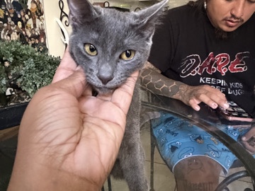 Russian Blue – Rehome 7 month old kittens – Los Angeles
