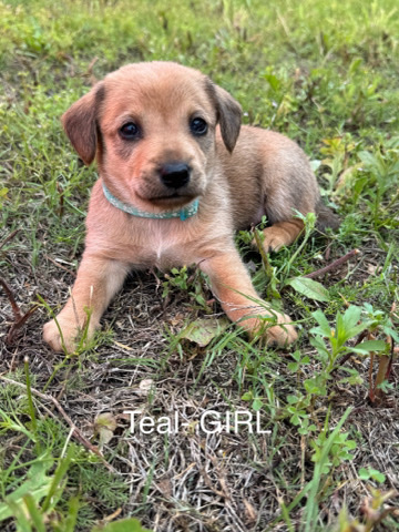 Miniature Dachshund (Dad) Catahoula/Lab (Mom)