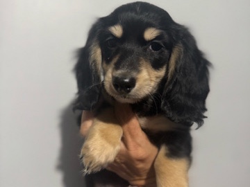 Dachshund – miniature dachshund puppies – Pompano Beach