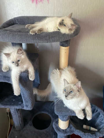 Ragdoll – Pure rag dolls kittens (ONLY 2 BOYS LEFT)