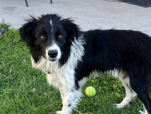 Border Collie – Border Collie