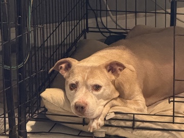Mixed Breed – tequila needs friends – Virginia Beach
