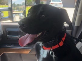 Labrador Retriever – Sally| Black Labrador retriever – Conroe