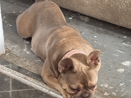 French Bulldog – French ball dog – Hook