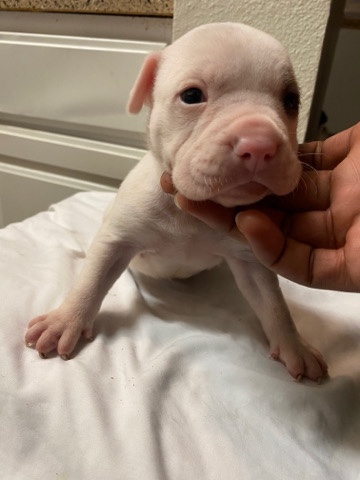 American Pit Bull Terrier – bully pitbull