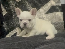 French Bulldog – High quality French bulldog puppies – Leeds