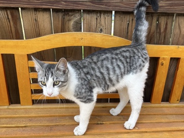Russian White, Black and Tabby – male baby kitten – Tracy