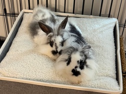 Lionhead – Baby Bunnies! – Lafayette