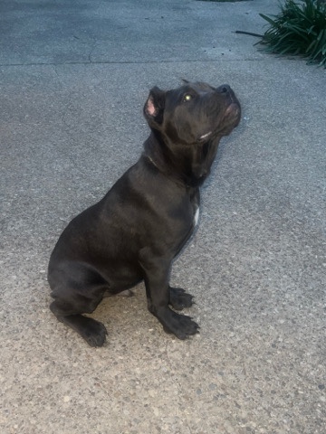 Cane Corso – cane corso
