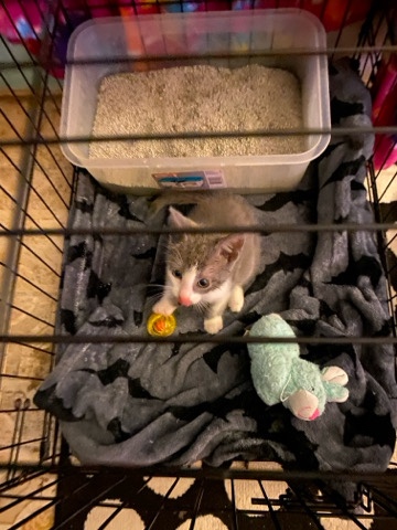 kitten