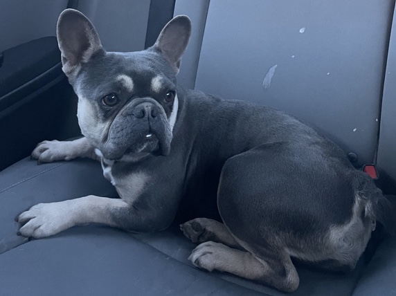 French Bulldog – Frenchie – Moreno Valley