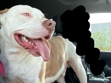 American Pit Bull Terrier – Urgent Rehome – El Paso