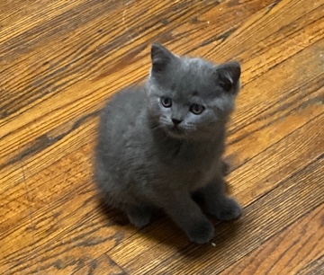 Scottish Fold – Scottish kittens (2months)