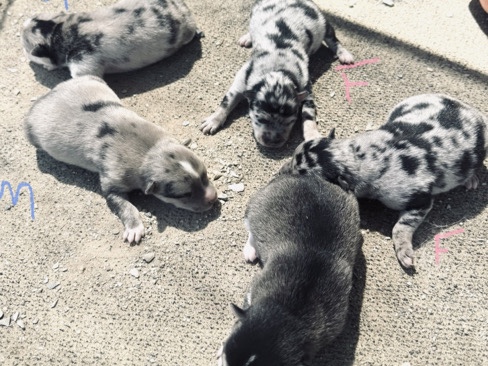 Pomsky – puppies – Winnemucca