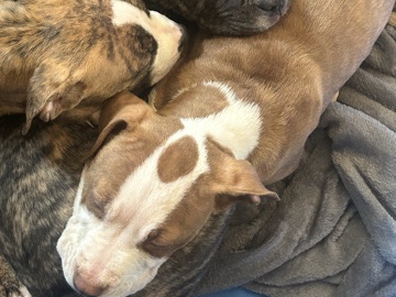 American Pit Bull Terrier – Blue bullies – Hampton