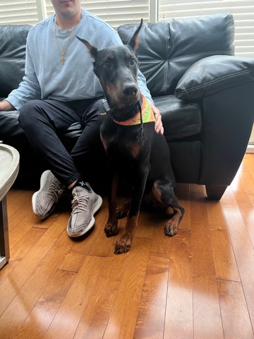 doberman 6 months male for sale