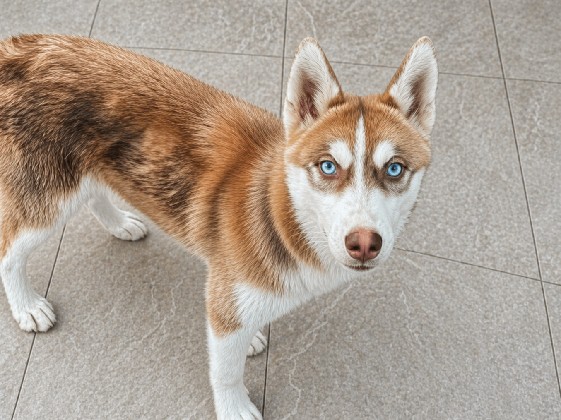 Siberian Husky – husky siberiano – Itajaí