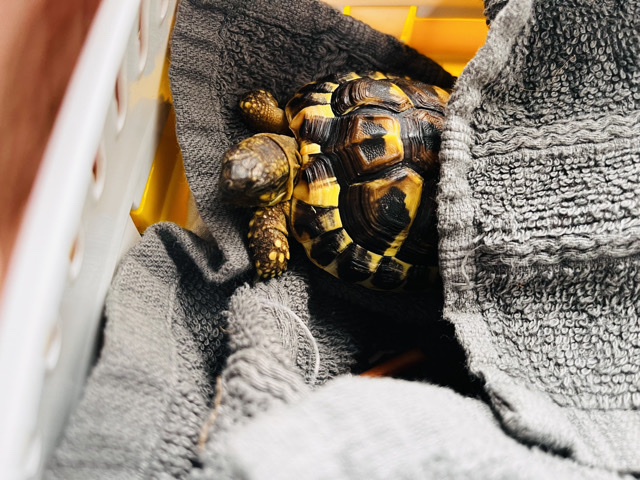 Griechische Landschildkröte (2 Jahre) sucht ein liebevolles Zuhause 🐢 – Berlin