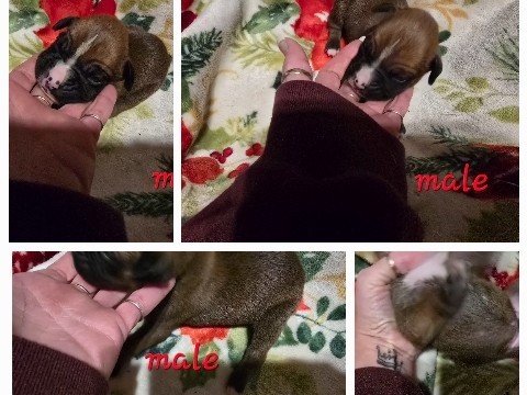 Boxer – Boxer male