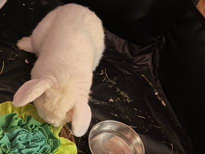 white lop bunny (Phil)