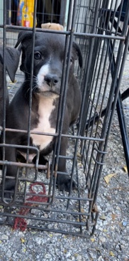 American Staffordshire Terrier – adorable puppy for rehoming