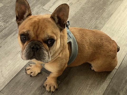 French Bulldog – Meet Walter – A Loving Frenchie Looking for His Forever Home!