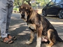 Alabai Dog for Sale – Premium Central Asian Shepherd